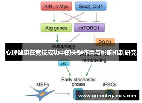 心理健康在竞技成功中的关键作用与影响机制研究 心理健康在竞技成功中的关键作用与影响机制研究