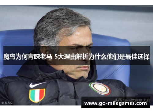 魔鸟为何青睐老马 5大理由解析为什么他们是最佳选择 魔鸟为何青睐老马 5大理由解析为什么他们是最佳选择